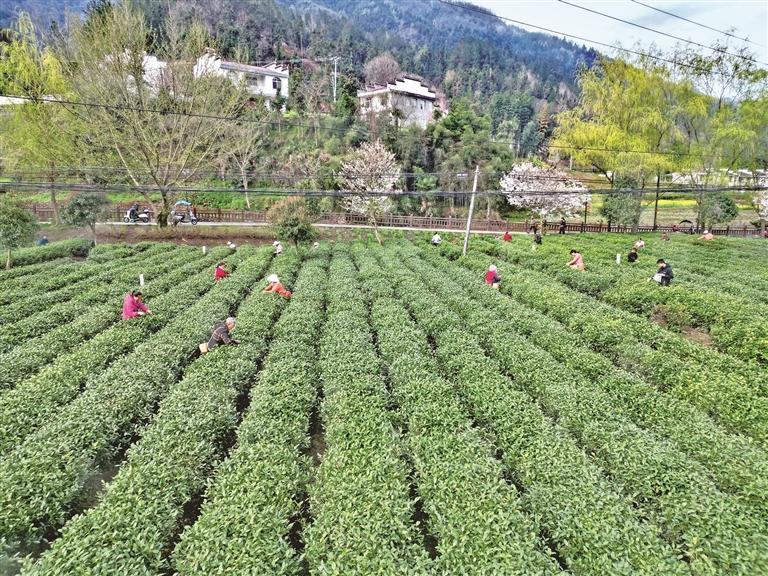陕南春茶全面开采_fororder_微信图片_20260326090510_1505_356