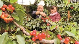 陕西樱桃出口年度首发 澄城樱桃远销中东