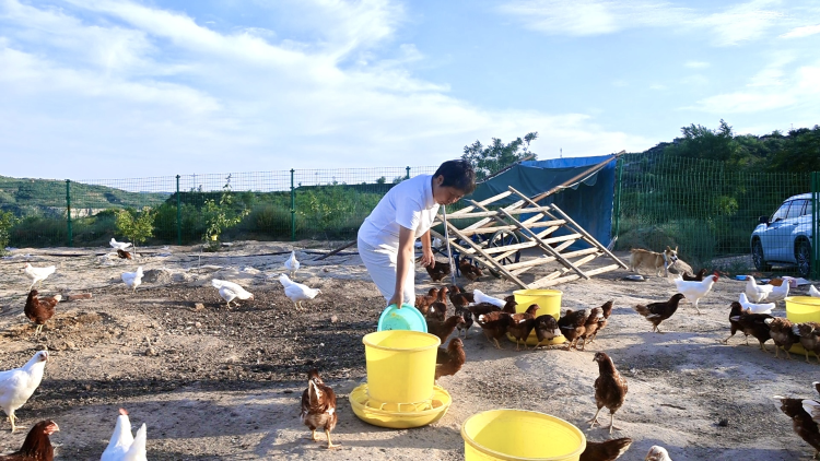 府谷镇黑山村：林下“生态鸡” 啄开幸福门_fororder_图片15