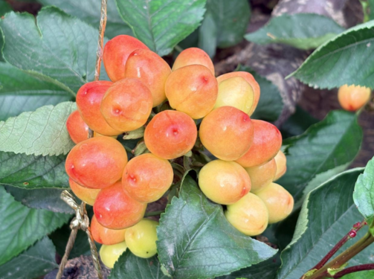 【“智”引未来】在杨凌 春耕是一场“智”造_fororder_微信图片_20260327174600_2228_5