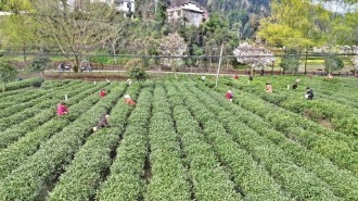 陕南春茶全面开采