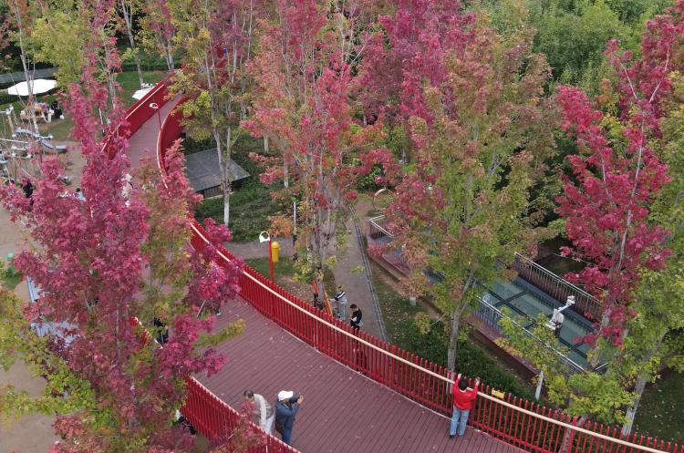 幸福林带枫叶美景