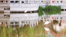 兴庆湖 白鹭飞