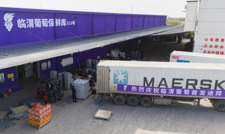 陕西临渭葡萄首次出口迪拜 本土产业加速“走出去”_fororder_图片3