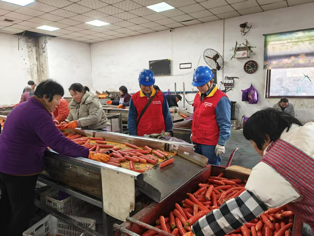 国网渭南供电公司：“满格电”护航红韵丰登 助力“红萝卜”丰产增收_fororder_图片3