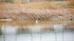 “贵客”到！ 它们用翅膀为西安生态环境“投下信任票”