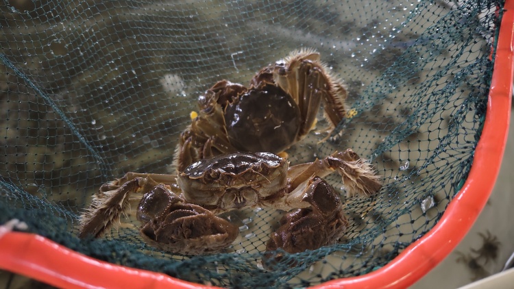 向“新”而行丨陕西白水：“苹果+渔业”的振兴新路径_fororder_WechatIMG3031