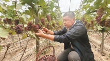 “甜蜜产业”铺就乡村振兴幸福路