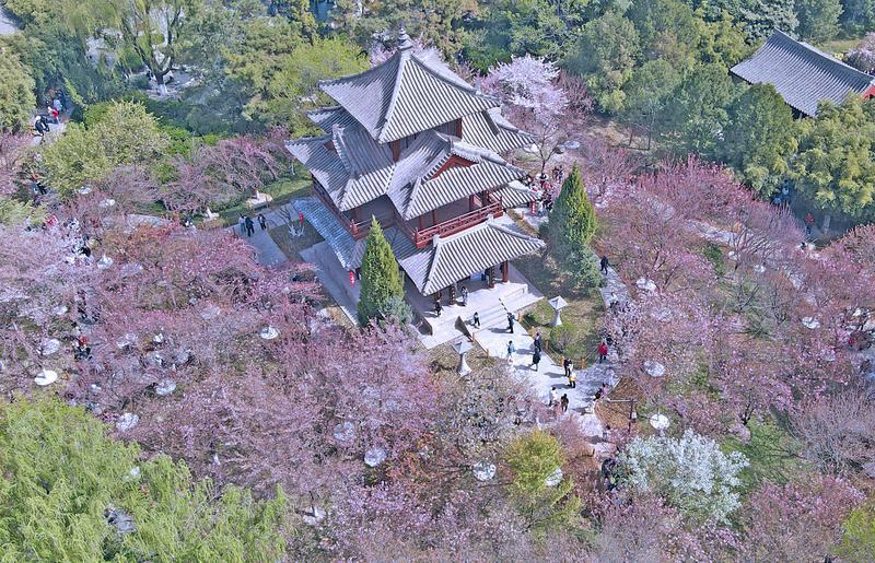 青龙寺赏樱人潮涌
