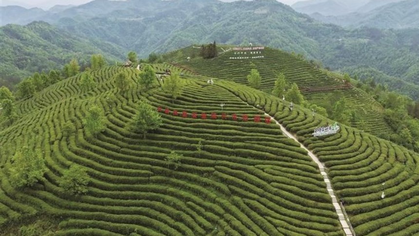 做好茶文章 一叶兴百业
