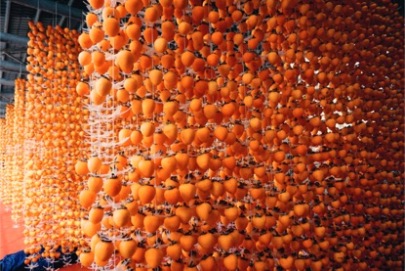 بلدة فوبينغ بمدينة وينان: الكاكي الأحمر يزيّن التربة الصفراء، وموسم الحصاد في أوجه_fororder_微信图片_20260326122712_7404_24