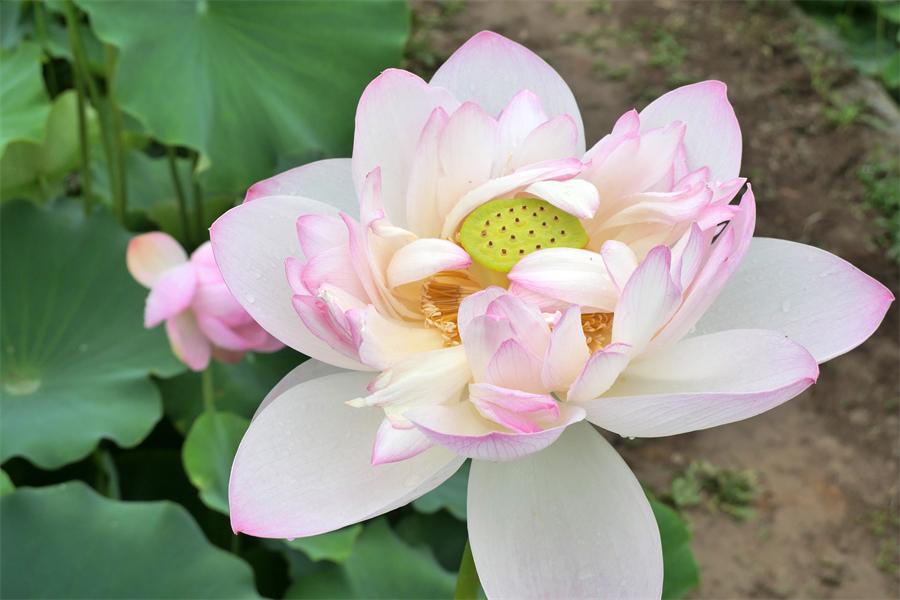 雨后赏荷 美不胜收