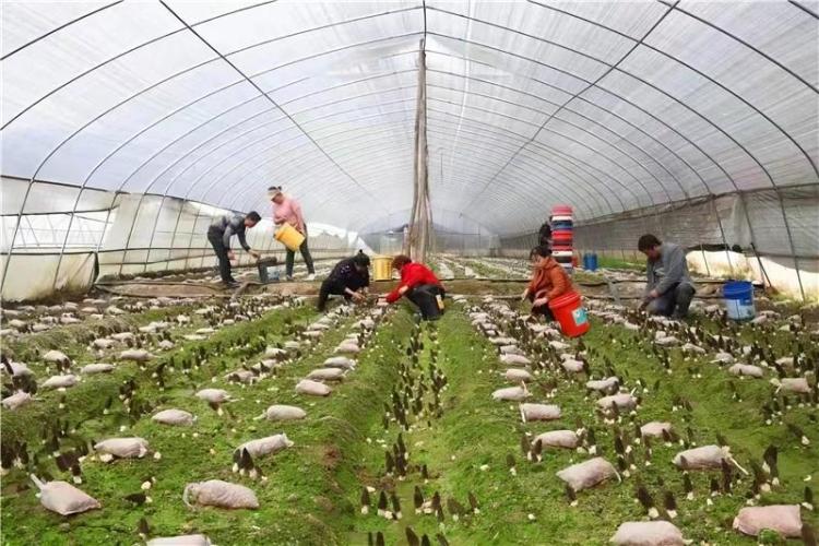 新春走基层 | 安康白河县：发展特色产业 泥土里长出新希望_fororder_微信图片_20260206105729_1170_356