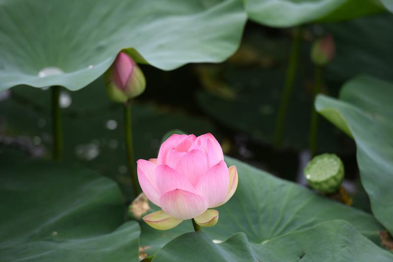 碧叶连天粉荷俏 桃花潭畔夏意浓