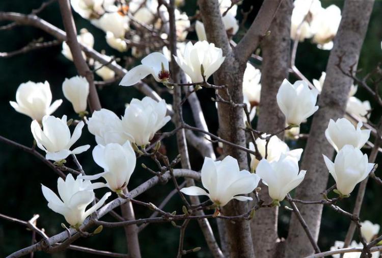 春光烂漫 繁花似锦