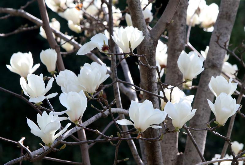 春光烂漫 繁花似锦