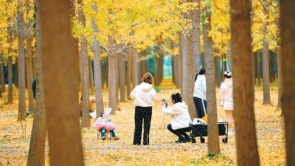 层林尽染金秋色醉游人