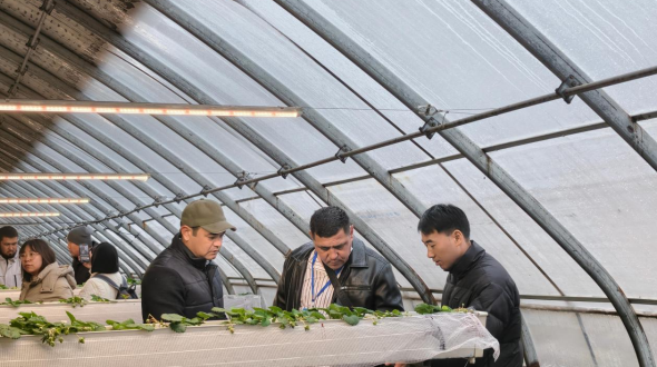 Из Центральной Азии в провинцию Шэньси: 300 профессиональных фермеров «обучились» земледелию в Вэйнане