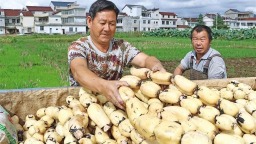 陕西省“中国农民丰收节”主场活动开幕 京津冀客商陕西产地行活动启动