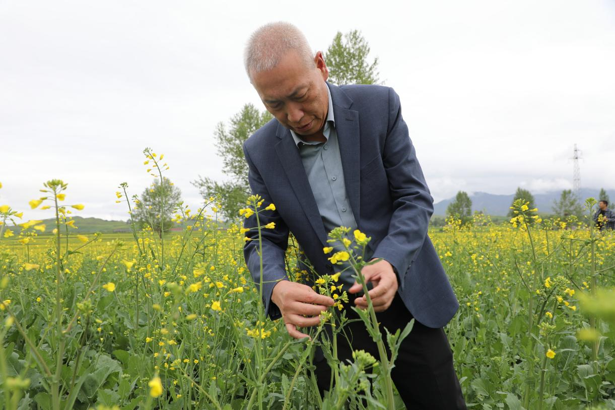 走出杨凌看示范∣青海万亩良田绽放金色希望 科企合作激活油菜产业新动能_fororder_图片3