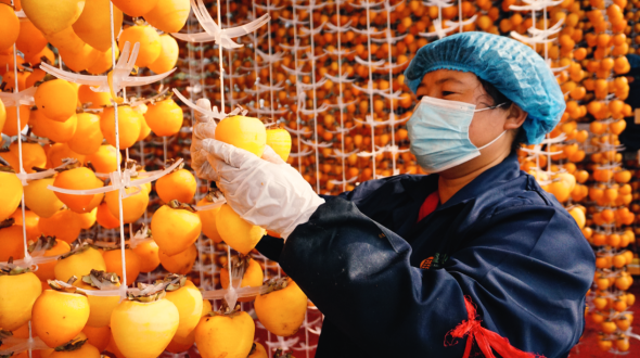 웨이난 푸핑: 가을 수확철 맞아 대지를 빛내는 붉은 감