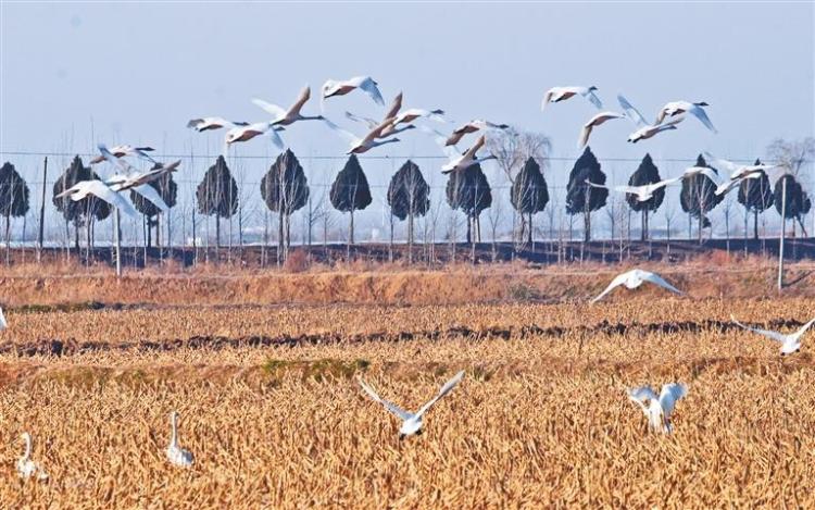 冬日里的“天鹅舞曲”