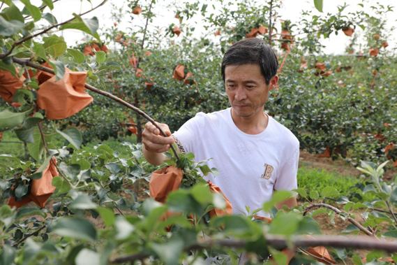 走出杨凌看示范｜洛川苹果试验站以创新为引打造增收致富“金果子”_fororder_图片2