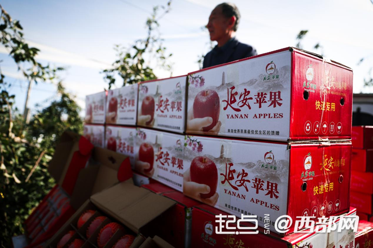 好吃到“上天”的延安苹果 背后有“细活儿”