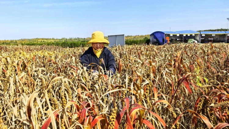 【“县”声夺人】榆林横山区：农技试验田迎丰收 赋能农业发展_fororder_图片1
