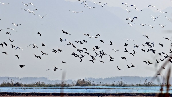 陕西大荔：黄河湿地迎“客”来