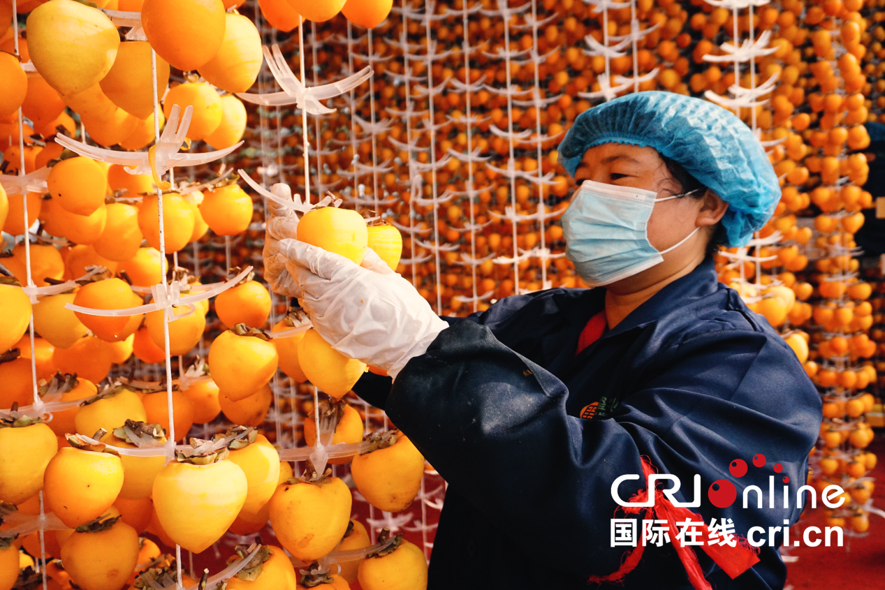 【至“陕”至美】渭南富平：红柿映黄土 秋收正当时_fororder_图片5