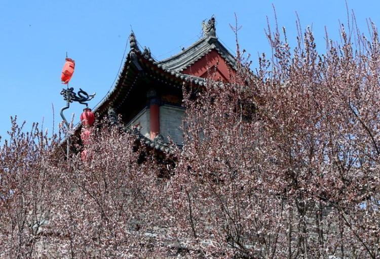 春光烂漫 繁花似锦