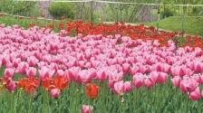 植物园里满园芳菲　30余种郁金香盛放