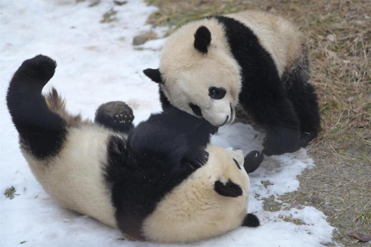 打造人与自然和谐共生的美丽家园 “十四五”西安答卷：数智守护秦岭绿 碧水蓝天映古城_fororder_43