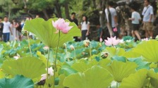 雨后荷花 分外娇