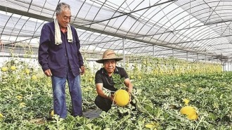 瓜果飘香 果农采摘忙