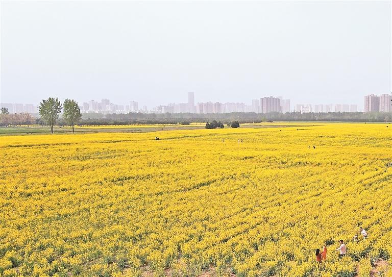 油菜花海 美不胜收_fororder_微信图片_20250410085324