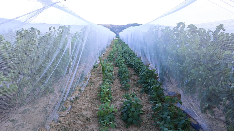 府谷镇黑山村：林下“生态鸡” 啄开幸福门_fororder_图片13