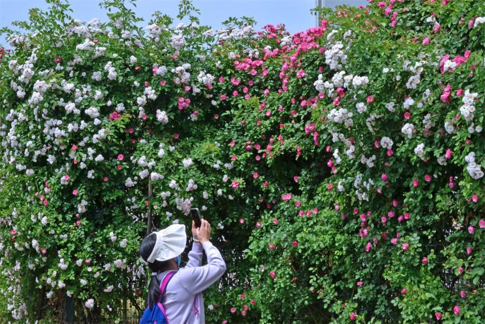 蔷薇花墙惹人醉