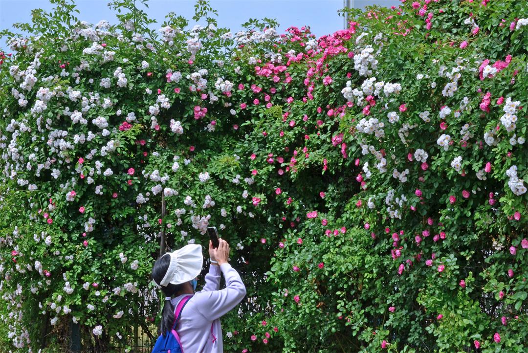 蔷薇花墙惹人醉