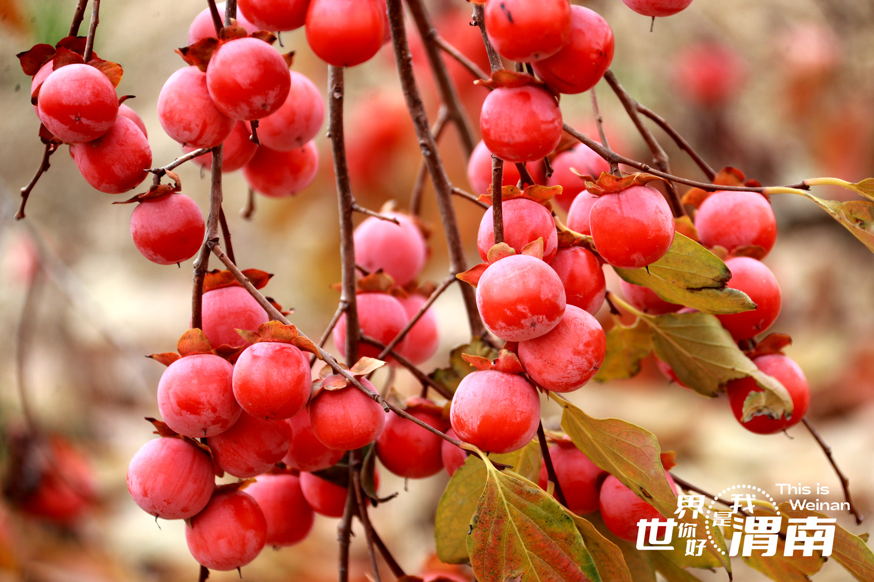 【镜观陕西·33期】柿叶添红景  同州减绿阴