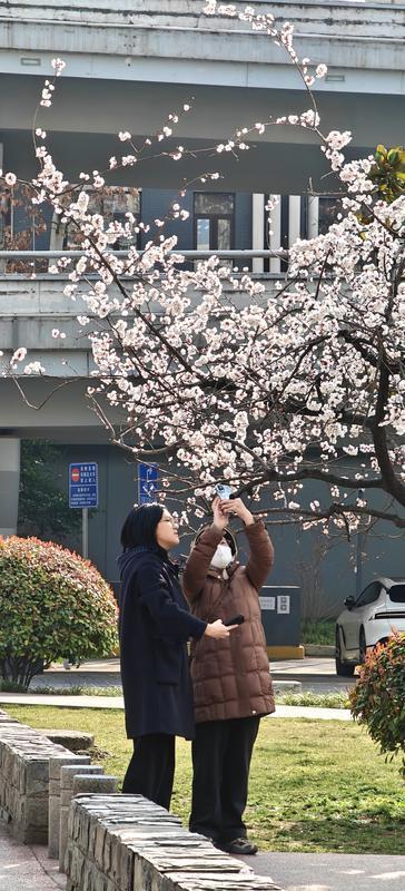 街心花园 花团锦簇_fororder_微信图片_20260305092056_3365_127