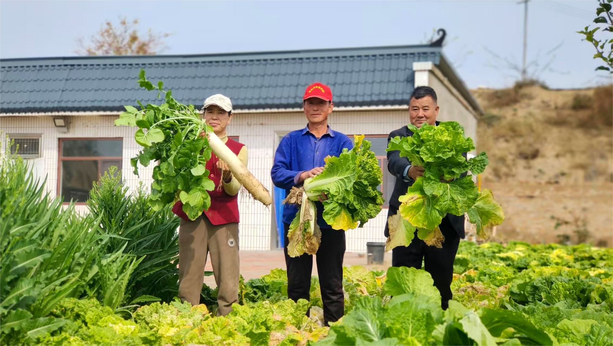 【“县”声夺人】榆林横山：丰收好图景_fororder_图片7