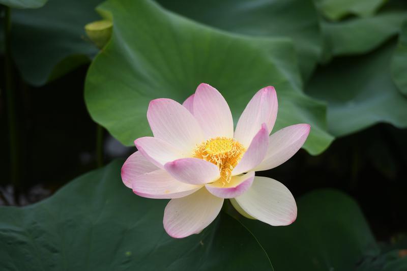 碧叶连天粉荷俏 桃花潭畔夏意浓
