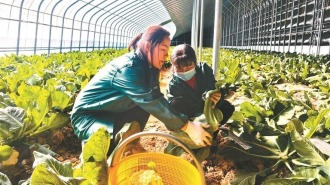 洛南：“菜园子”成群众增收“钱袋子”