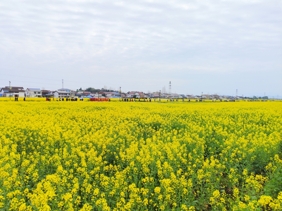 花漾秦巴 香约汉中 2026最美油菜花海汉中旅游文化节启动_fororder_微信图片_20260318122253_27_34
