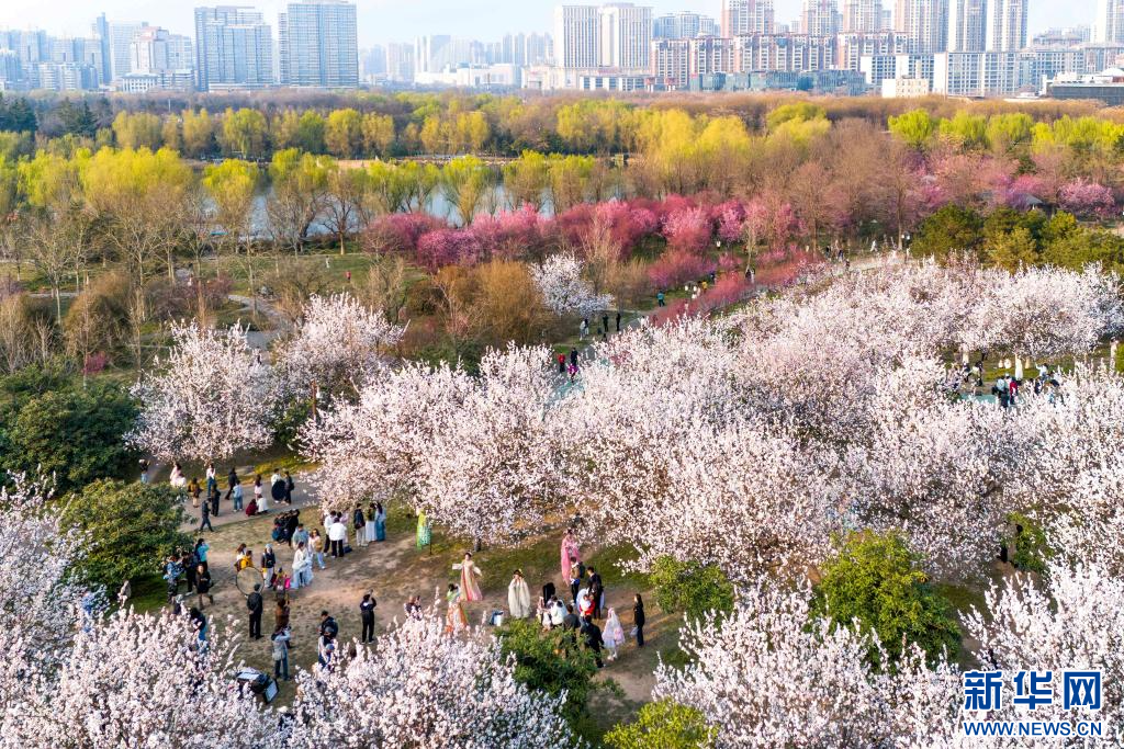 长安春日繁花开_fororder_微信图片_20260310091637_1357_356