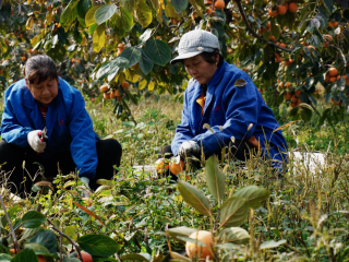 웨이난 푸핑: 가을 수확철 맞아 대지를 빛내는 붉은 감_fororder_3