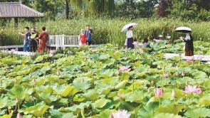 荷花朵朵 夏意满满