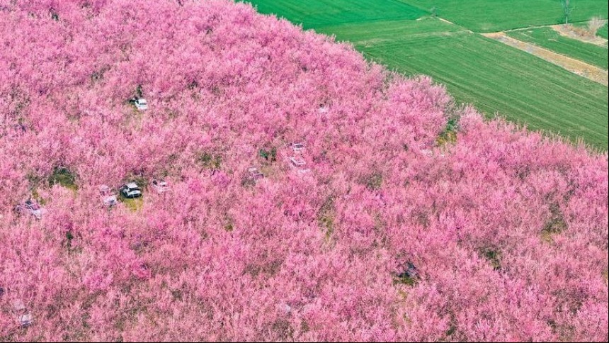 梅花盛开 春意盎然